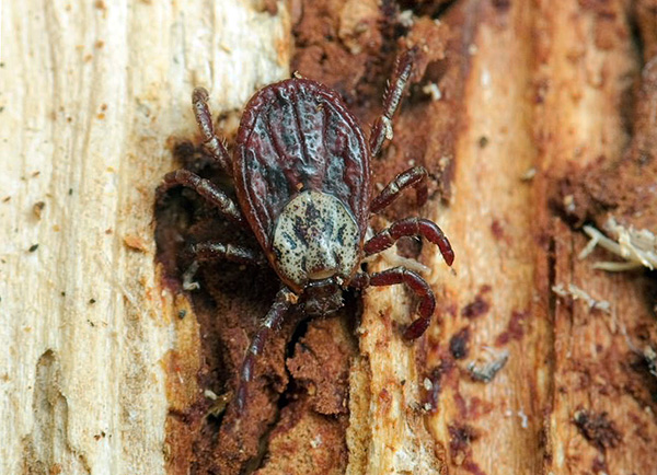 Ixodidae vertragen keinen starken Frost und keine Temperaturen über 50 Grad Celsius. Ixodidae vertragen keinen starken Frost und keine Temperaturen über 50 Grad Celsius.