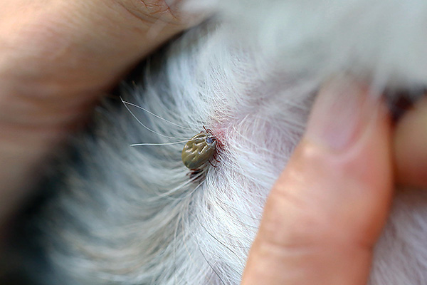 Nicht selten befallen Zecken auch Haustiere – zum Beispiel Hunde. Nicht selten befallen Zecken auch Haustiere – zum Beispiel Hunde.