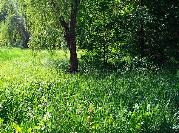 Feuchtes Dickicht aus Gras und niedrigem Gebüsch – der bevorzugte Lebensraum von Zecken. Feuchtes Dickicht aus Gras und niedrigem Gebüsch – der bevorzugte Lebensraum von Zecken.