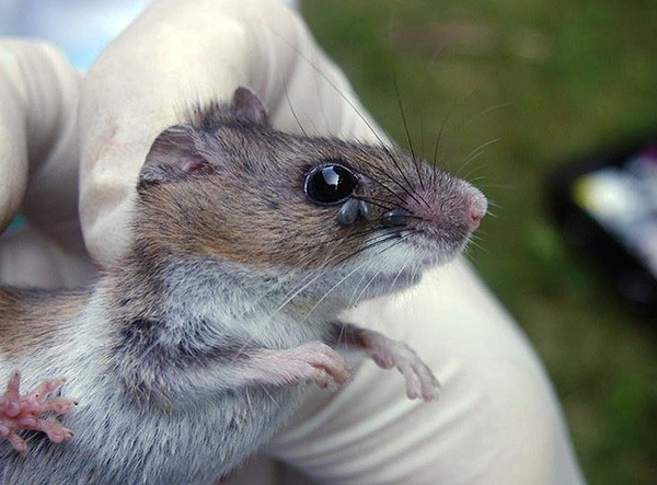 In einigen Regionen Russlands ist die Wahrscheinlichkeit, dass der Parasit borreliös wird, besonders hoch, da er im Laufe seines Lebenszyklus mit hoher Wahrscheinlichkeit mindestens einmal ein infiziertes Tier beißt. In einigen Regionen Russlands ist die Wahrscheinlichkeit, dass der Parasit borreliös wird, besonders hoch, da er im Laufe seines Lebenszyklus mit hoher Wahrscheinlichkeit mindestens einmal ein infiziertes Tier beißt.