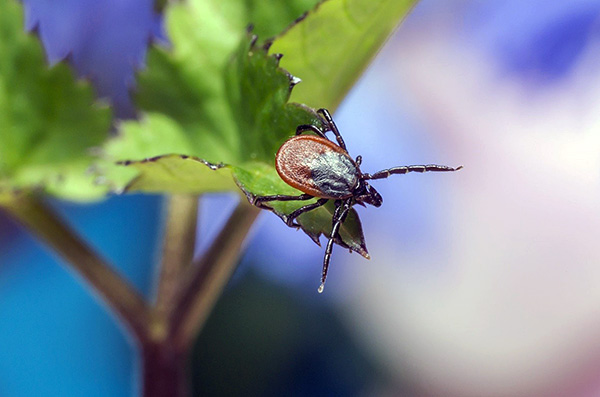 Bei Ausflügen in die Natur ist es wichtig, an vorbeugende Maßnahmen zu denken, die das Risiko von Zeckenstichen minimieren. Bei Ausflügen in die Natur ist es wichtig, an vorbeugende Maßnahmen zu denken, die das Risiko von Zeckenstichen minimieren.