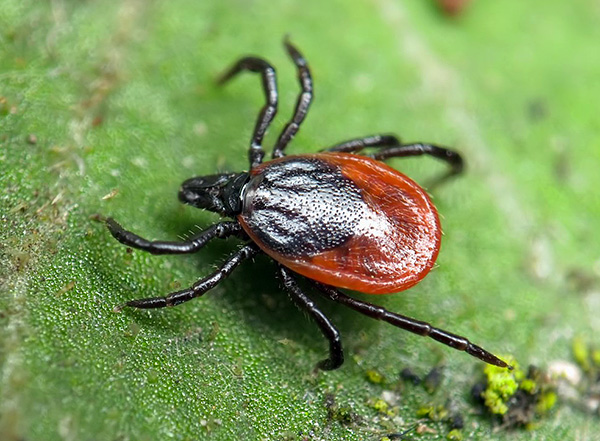 Holzbock (Ixodes ricinus) Holzbock (Ixodes ricinus)