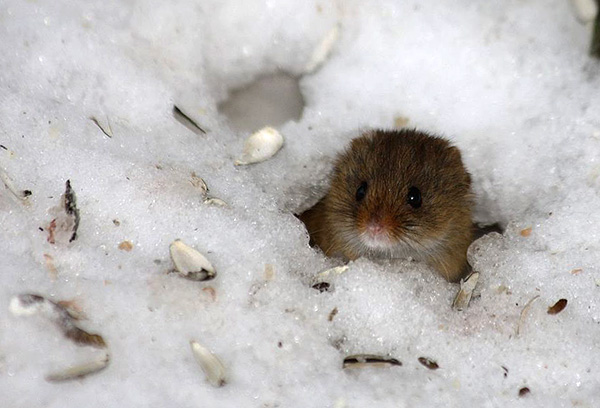 Nicht wenige Zecken verbringen den gesamten Winter in den Bauen von Kleinnagern. Nicht wenige Zecken verbringen den gesamten Winter in den Bauen von Kleinnagern.