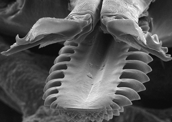 Diese Struktur des Mundapparates ermöglicht es dem Parasiten, während des Blutensaugens sicher am Körper des Wirts zu haften. Diese Struktur des Mundapparates ermöglicht es dem Parasiten, während des Blutensaugens sicher am Körper des Wirts zu haften.