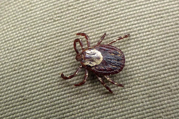 Der Körper des Parasiten hat eine flache Form, was das Zerquetschen erschwert und es der Zecke ermöglicht, sich bis zum Saugakt fester am Wirt zu halten. Der Körper des Parasiten hat eine flache Form, was das Zerquetschen erschwert und es der Zecke ermöglicht, sich bis zum Saugakt fester am Wirt zu halten.