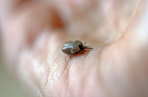 Schildzecken sind temporäre Parasiten und verbringen den Großteil ihres Lebens außerhalb des Wirtskörpers. Schildzecken sind temporäre Parasiten und verbringen den Großteil ihres Lebens außerhalb des Wirtskörpers.