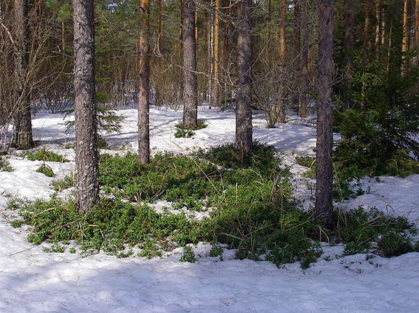 Wenn der Schnee schmilzt und die ersten schneefreien Stellen im Wald erscheinen, beginnen die Zecken bereits mit ihrer Aktivität. Wenn der Schnee schmilzt und die ersten schneefreien Stellen im Wald erscheinen, beginnen die Zecken bereits mit ihrer Aktivität.