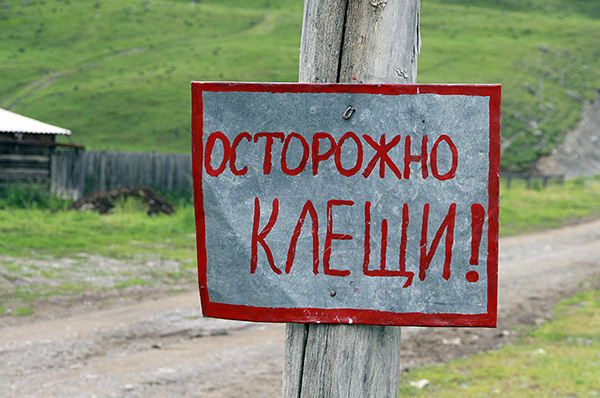 In Russland liegt der Aktivitätsgipfel der Zecken in den Sommermonaten. In Russland liegt der Aktivitätsgipfel der Zecken in den Sommermonaten.