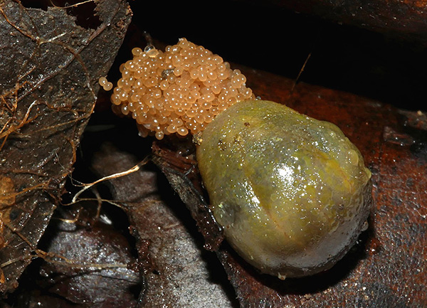 Ein einziges Mal kann das Weibchen mehrere tausend Eier ablegen, was die Chancen des Parasiten auf eine erfolgreiche Fortpflanzung erhöht.