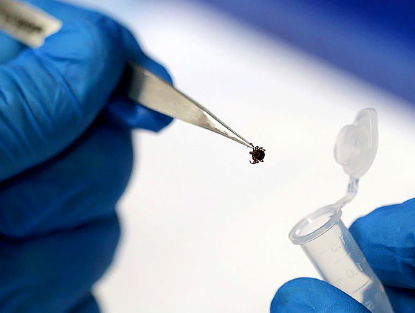 Zum Test kann sogar ein Teil des Parasiten gebracht werden - wenn er infiziert war, lassen alle seine Gewebe dies bestimmen. Zum Test kann sogar ein Teil des Parasiten gebracht werden - wenn er infiziert war, lassen alle seine Gewebe dies bestimmen.
