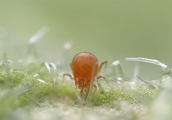 Phytoseiulus ist dafür bekannt, dass er sich auf den Verzehr von Spinnmilben spezialisiert hat, weshalb er im biologischen Pflanzenschutz eingesetzt wird. Phytoseiulus ist dafür bekannt, dass er sich auf den Verzehr von Spinnmilben spezialisiert hat, weshalb er im biologischen Pflanzenschutz eingesetzt wird.