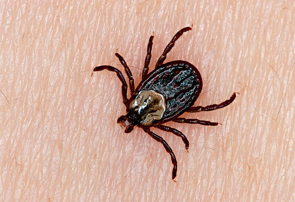 Der abgeflachte Hinterleib eines hungrigen Parasiten kann sich bei der Sättigung stark ausdehnen. Der abgeflachte Hinterleib eines hungrigen Parasiten kann sich bei der Sättigung stark ausdehnen.