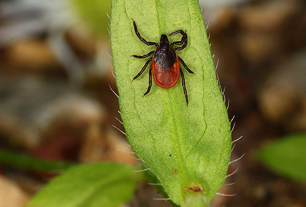 Gemeiner Holzbock (Ixodes ricinus) Gemeiner Holzbock (Ixodes ricinus)