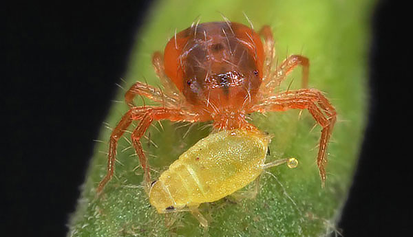 Neben Spinnmilben können Phytoseiulus auch Blattläuse, Larven von Schildläusen und andere landwirtschaftliche Schädlinge fressen. Neben Spinnmilben können Phytoseiulus auch Blattläuse, Larven von Schildläusen und andere landwirtschaftliche Schädlinge fressen.