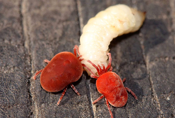 Zwei Rote Samtmilben fressen eine Larve des Maikäfers. Zwei Rote Samtmilben fressen eine Larve des Maikäfers.