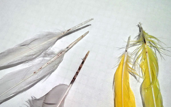 In der Regel verursachen Federmilben keinen wesentlichen Schaden, da die Vögel bei der Mauser die Federn mit ihnen verlieren. In der Regel verursachen Federmilben keinen wesentlichen Schaden, da die Vögel bei der Mauser die Federn mit ihnen verlieren.