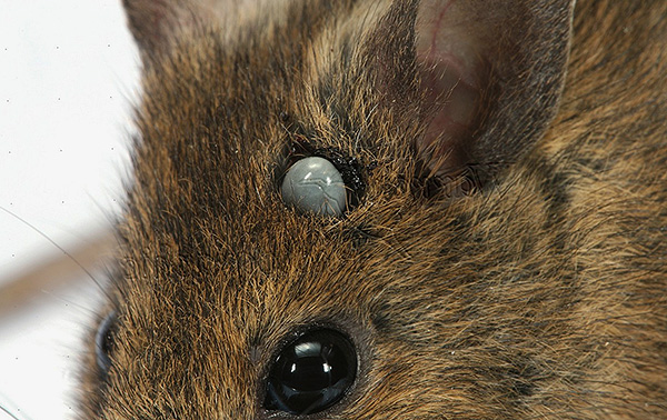 Kleine Nagetiere, Frösche, Kröten und Eidechsen können ebenfalls Opfer des Parasiten werden. Kleine Nagetiere, Frösche, Kröten und Eidechsen können ebenfalls Opfer des Parasiten werden.