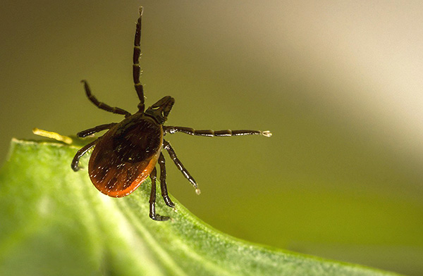 Diese Parasiten springen nicht von Bäumen, sondern warten im Gras sitzend auf ihren Wirt. Diese Parasiten springen nicht von Bäumen, sondern warten im Gras sitzend auf ihren Wirt.
