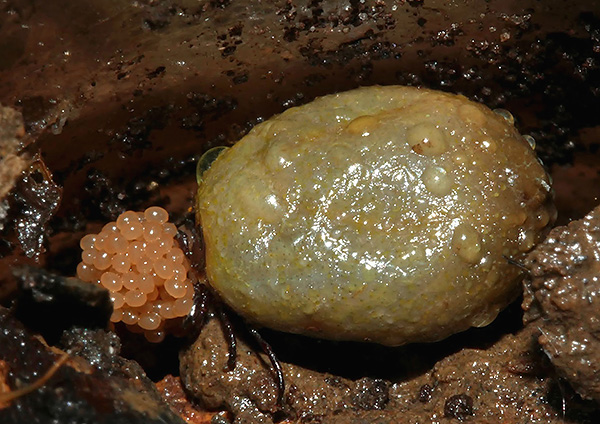 Ein mit Blut vollgesogenes Zeckenweibchen legt seine Eier in die Laubstreu. Ein mit Blut vollgesogenes Zeckenweibchen legt seine Eier in die Laubstreu.