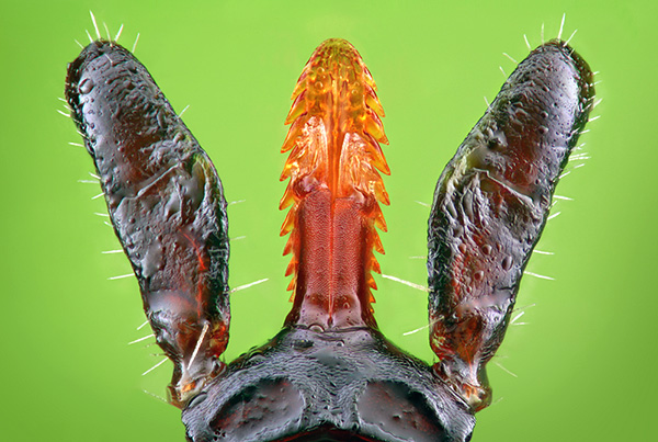 Spezielle Haken, ähnlich denen einer Harpune, halten den Parasiten zuverlässig im Körper des Opfers. Spezielle Haken, ähnlich denen einer Harpune, halten den Parasiten zuverlässig im Körper des Opfers.