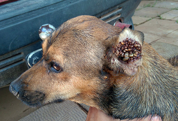 Ansammlung von Parasiten im Ohr eines Hundes. Ansammlung von Parasiten im Ohr eines Hundes.
