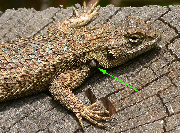 Schildzecken sind durchaus in der Lage, sich von Eidechsen und Fröschen zu ernähren. Schildzecken sind durchaus in der Lage, sich von Eidechsen und Fröschen zu ernähren.