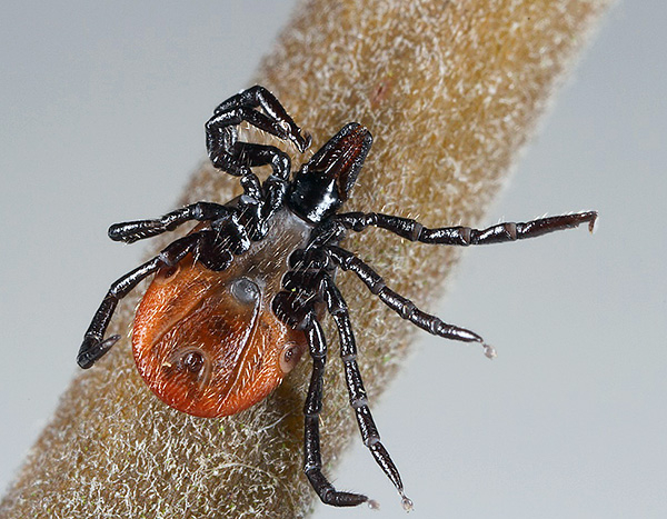 Ixodes ricinus Ixodes ricinus