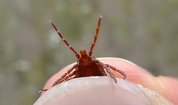 An den Beinen des Parasiten befinden sich spezielle Geruchsorgane, mit denen er die Annäherung eines potenziellen Wirts aus großer Entfernung wahrnimmt. An den Beinen des Parasiten befinden sich spezielle Geruchsorgane, mit denen er die Annäherung eines potenziellen Wirts aus großer Entfernung wahrnimmt.
