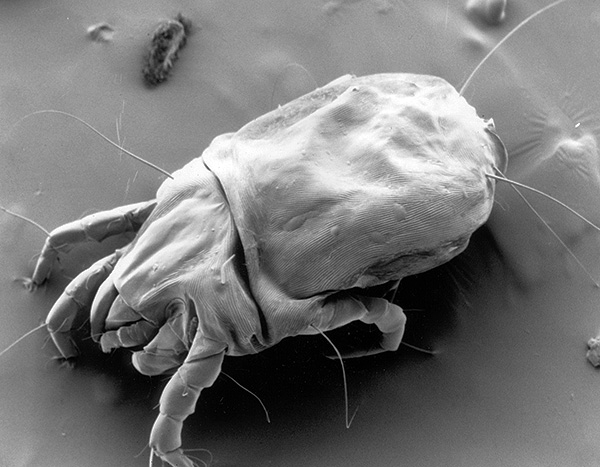Dermatophagoides farinae Dermatophagoides farinae