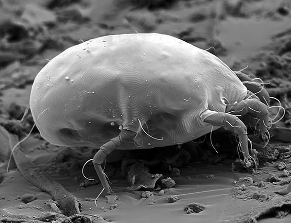 Dermatophagoides pteronyssinus Dermatophagoides pteronyssinus