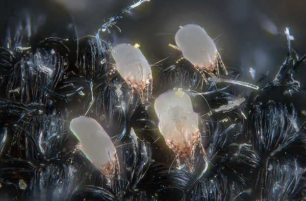 Die Exkremente von Hausstaubmilben enthalten Verdauungsenzyme, die für den Menschen starke Allergene sind. Die Exkremente von Hausstaubmilben enthalten Verdauungsenzyme, die für den Menschen starke Allergene sind.