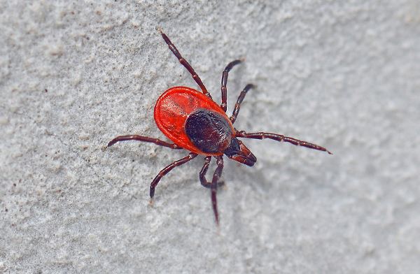Ixodes ricinus – der wichtigste Überträger der FSME im europäischen Teil Russlands. Ixodes ricinus – der wichtigste Überträger der FSME im europäischen Teil Russlands.