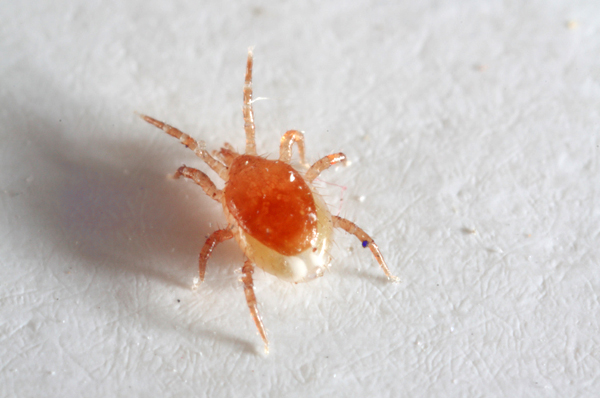 Die meisten Gamasiden sind deutlich kleiner als die Vertreter der Gattung Ixodes. Die meisten Gamasiden sind deutlich kleiner als die Vertreter der Gattung Ixodes.
