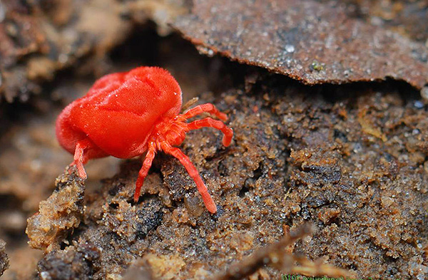 Rote Samtmilbe Rote Samtmilbe