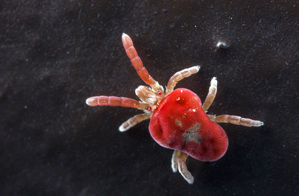Auf dem Foto ist das Vorhandensein von zwei Augen bei der Erntemilbe gut zu erkennen. Auf dem Foto ist das Vorhandensein von zwei Augen bei der Erntemilbe gut zu erkennen.