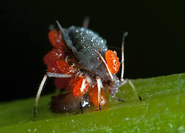 Als Wirte für die Larven der Erntemilben können die verschiedensten Tiere dienen - von kleinen Insekten bis zu großen Säugetieren. Als Wirte für die Larven der Erntemilben können die verschiedensten Tiere dienen - von kleinen Insekten bis zu großen Säugetieren.