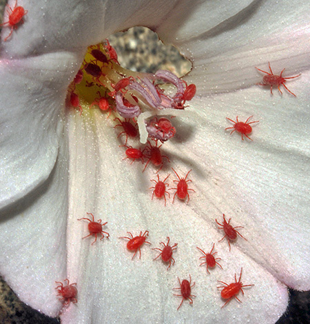Ansammlung von Herbstmilben auf einer Blüte. Ansammlung von Herbstmilben auf einer Blüte.