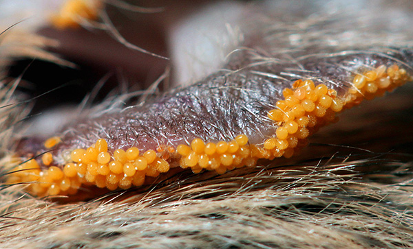 Auf einem einzigen Tier können sich gleichzeitig Dutzende von Parasiten ernähren. Auf einem einzigen Tier können sich gleichzeitig Dutzende von Parasiten ernähren.