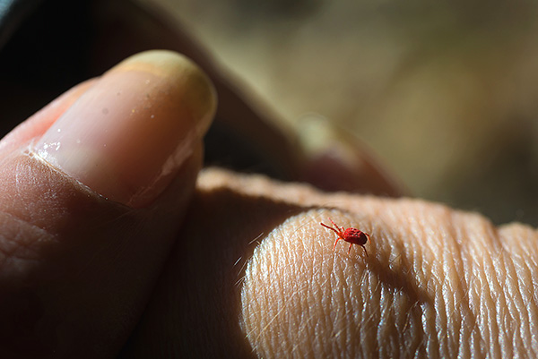An der Bissstelle des Parasiten entwickelt sich eine Entzündung in Form eines roten Flecks oder einer Papel. An der Bissstelle des Parasiten entwickelt sich eine Entzündung in Form eines roten Flecks oder einer Papel.