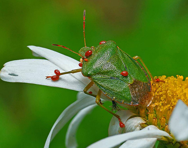 Larven der roten Milbe befallen oft massenhaft Insekten und Spinnentiere. Larven der roten Milbe befallen oft massenhaft Insekten und Spinnentiere.