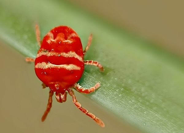 Es gibt eine große Anzahl verschiedener Herbstmilbenarten, die sich sowohl in der Farbe als auch in der Größe unterscheiden. Es gibt eine große Anzahl verschiedener Herbstmilbenarten, die sich sowohl in der Farbe als auch in der Größe unterscheiden.