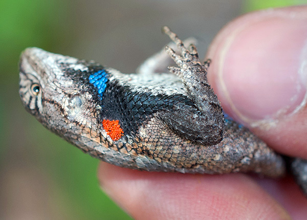 Häufiger befallen die Larven Insekten und Reptilien. Häufiger befallen die Larven Insekten und Reptilien.