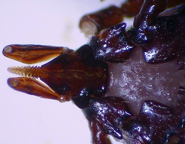 Der Hypostom des Parasiten wird durch die vielen Haken sehr fest in der Haut des Wirts gehalten.