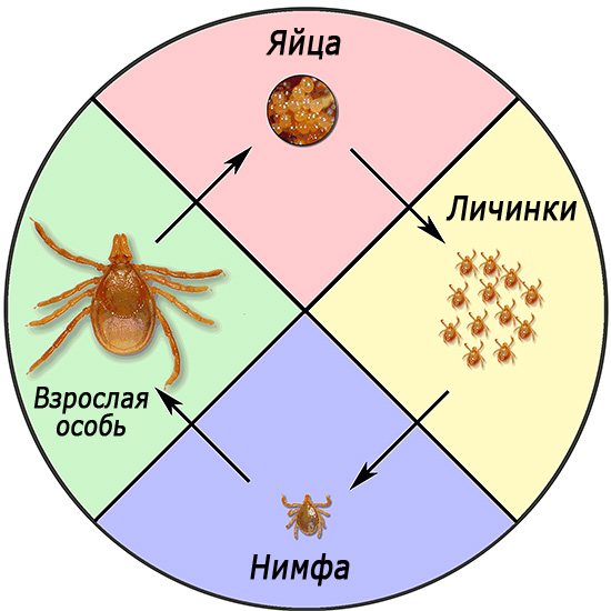 Lebenszyklus von Ixodes ricinus.