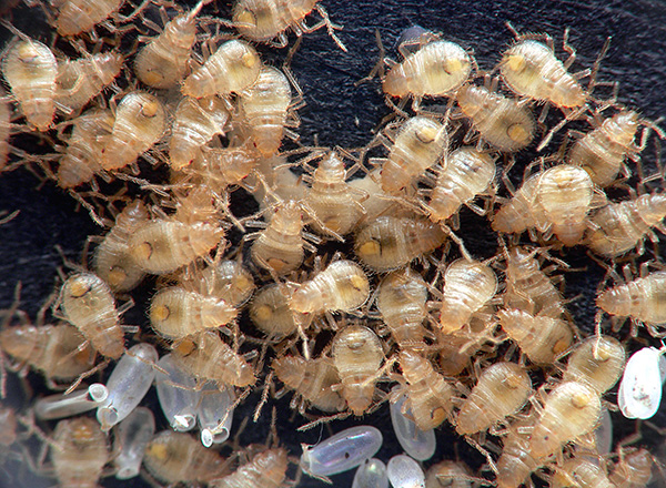 Nymphen von Bettwanzen sind Parasiten und saugen menschliches Blut. Nymphen von Bettwanzen sind Parasiten und saugen menschliches Blut