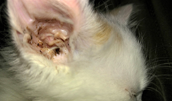 Starke bräunliche Absonderungen aus den Ohren einer Katze oder eines Hundes können auf das Vorhandensein einer Ohrmilbe bei Ihrem Haustier hinweisen. Starke bräunliche Absonderungen aus den Ohren einer Katze oder eines Hundes können auf das Vorhandensein einer Ohrmilbe bei Ihrem Haustier hinweisen.
