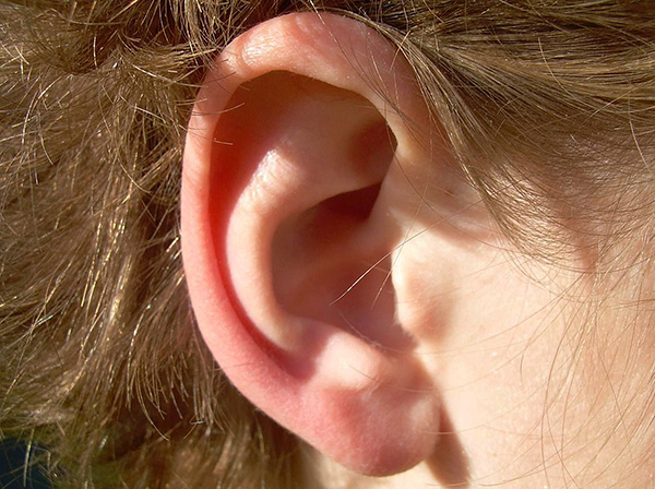 Ohrmilben sind für den Menschen in den meisten Fällen ungefährlich. Für den Menschen stellen Ohrmilben in den meisten Fällen keine Gefahr dar.