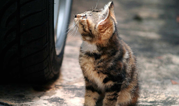 In der Regel erfolgt die Ansteckung durch die Übertragung des Parasiten von streunenden Katzen und Hunden. In der Regel erfolgt die Ansteckung durch die Übertragung des Parasiten von streunenden Katzen und Hunden.