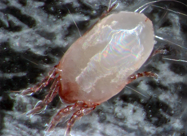 So sieht die Hausstaubmilbe Dermatophagoides pteronyssinus im optischen Mikroskop aus. So sieht die Hausstaubmilbe Dermatophagoides pteronyssinus im optischen Mikroskop aus.