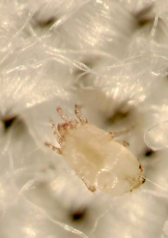 Die Körperlänge eines erwachsenen Tieres erreicht 0,3 mm. Die Körperlänge eines erwachsenen Tieres erreicht 0,3 mm.